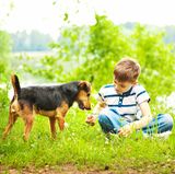 Junge und Hund spielen auf einer Wiese