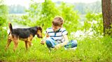 Junge und Hund spielen auf einer Wiese