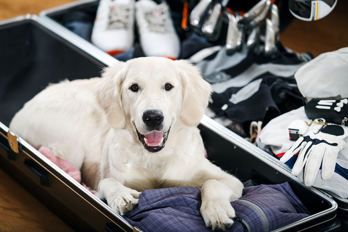 Hund im Koffer
