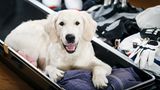 Hund im Koffer
