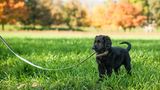 Kleiner Retriever Welpe an der Leine im Park