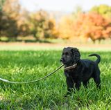 Kleiner Retriever Welpe an der Leine im Park