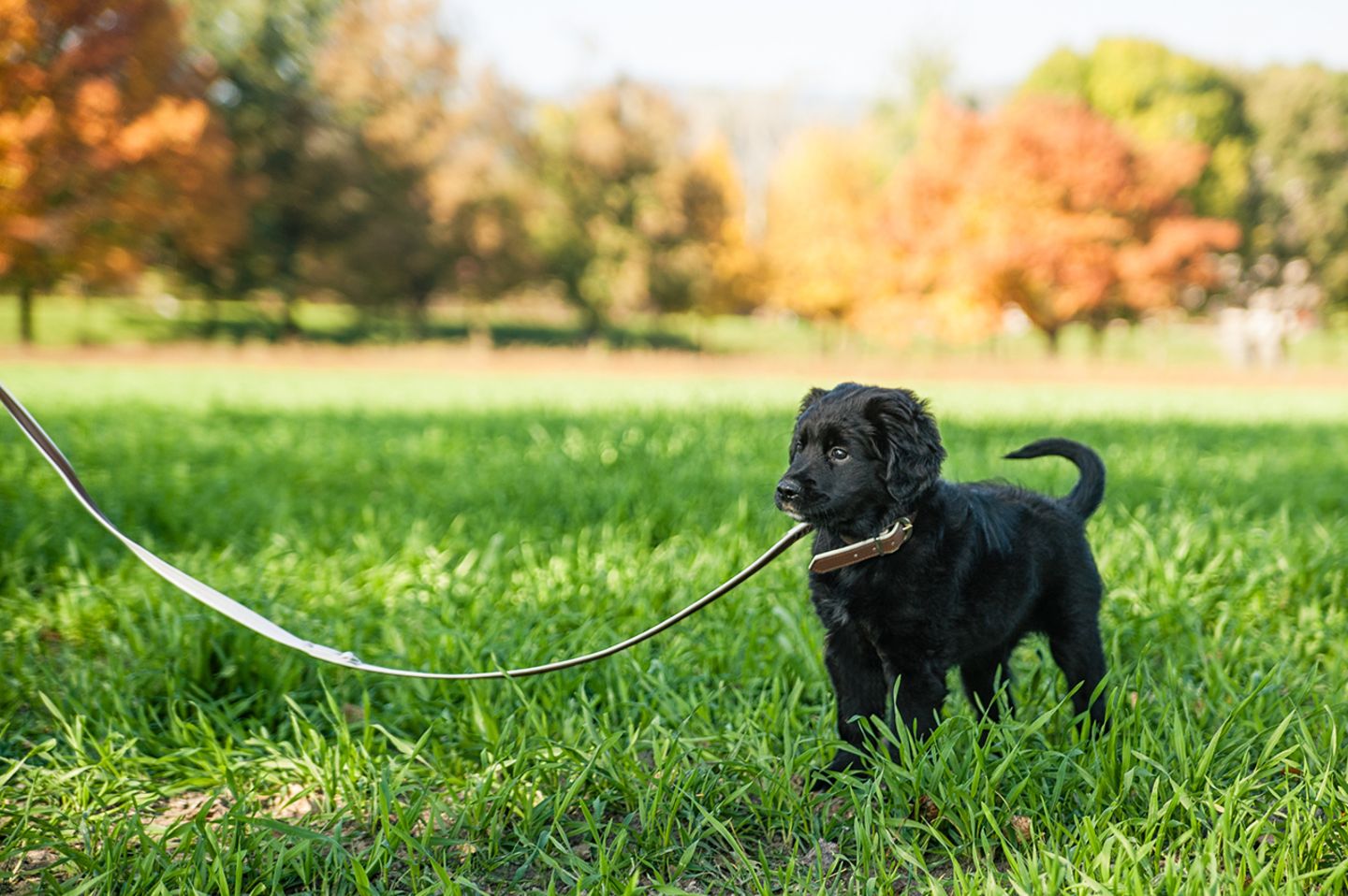 Kleiner Retriever Welpe an der Leine im Park