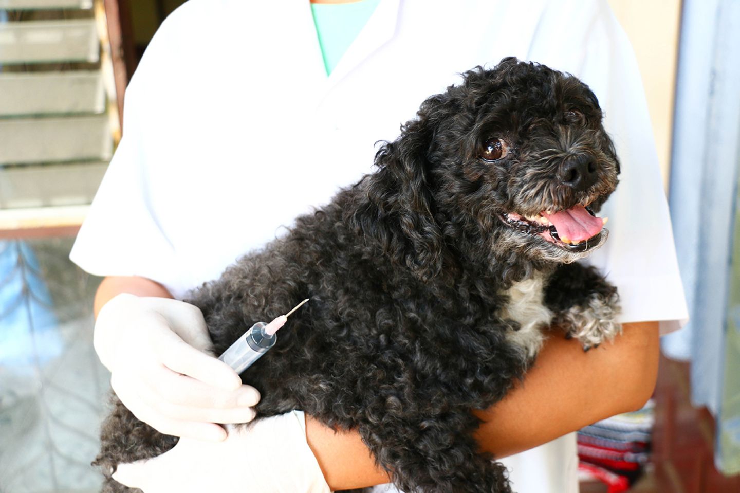 Hund beim Tierarzt