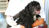 Hund beim Tierarzt