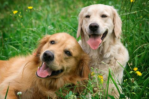 Zwei Hunde liegen gemeinsam im Gras