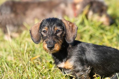 Dachshund