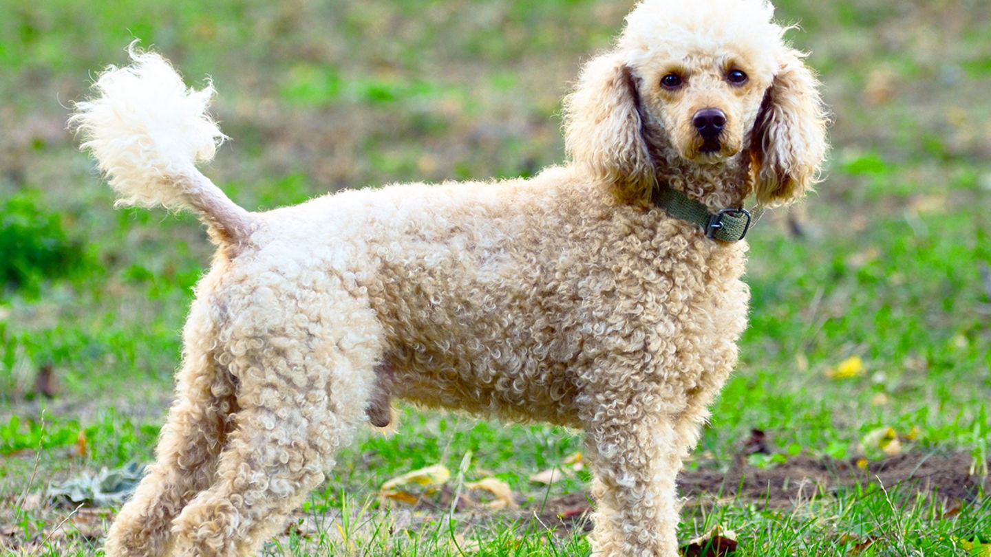 TierSteckbrief Pudel [GEOLINO]