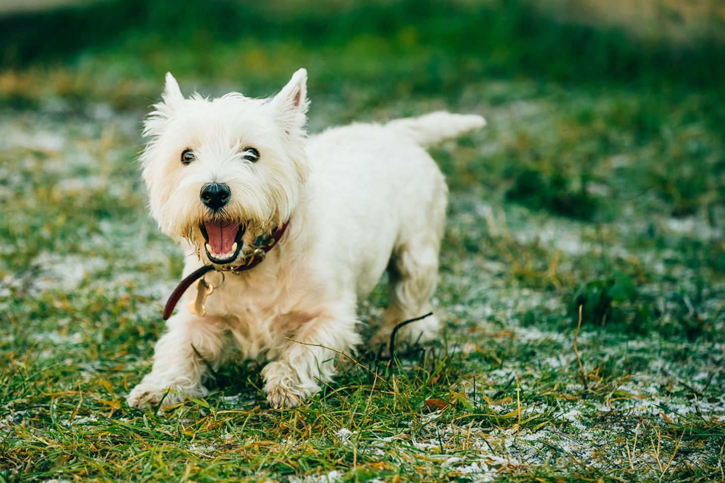 West Highland White Terrier Steckbrief [GEOLINO]