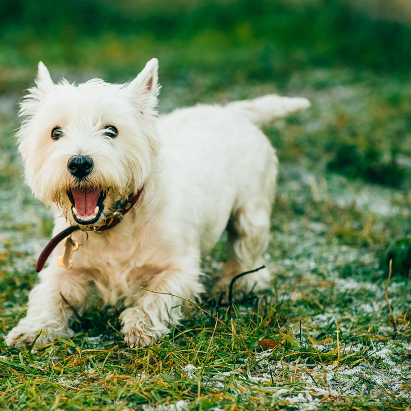 West White Terrier - Steckbrief - [GEOLINO]