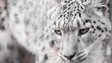 Schneeleopard