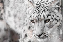 Schneeleopard