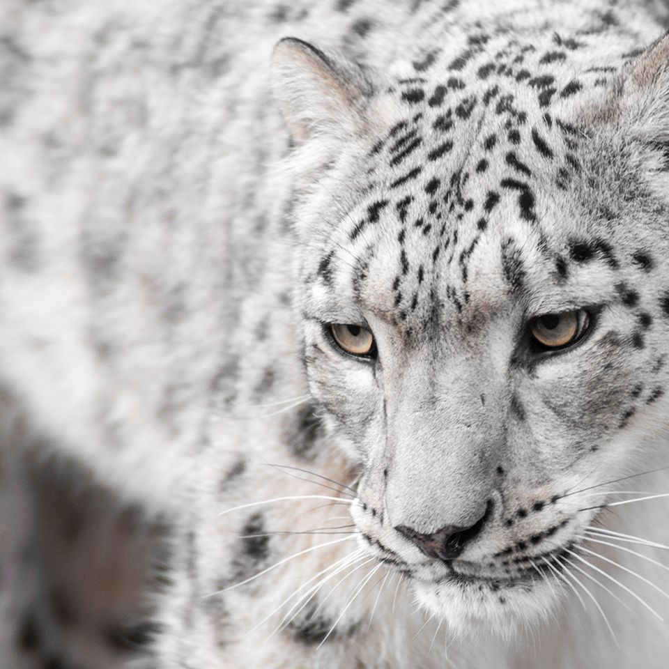 Schneeleopard