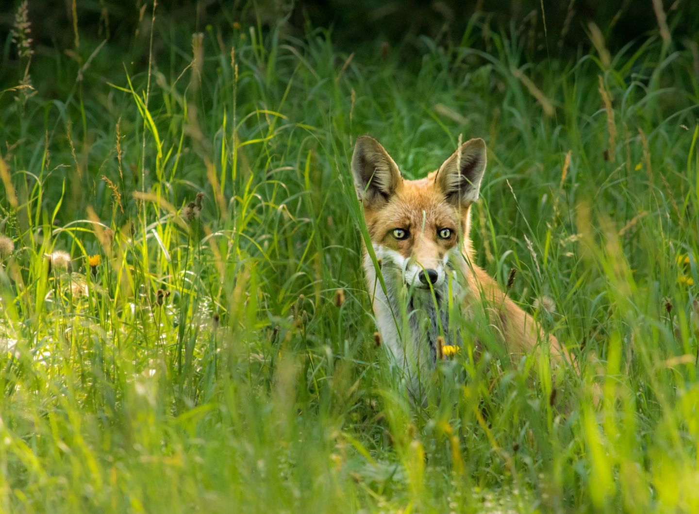Fuchs