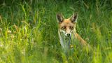 Fuchs