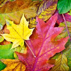 Buntes Laub im Herbst