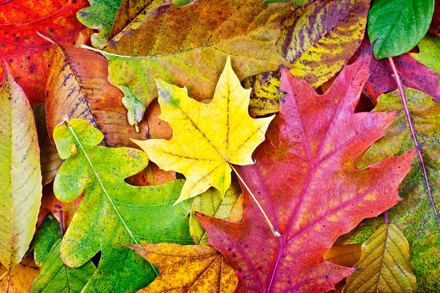 Herbstlaub: Warum sich Blätter im Herbst färben - [GEOLINO]