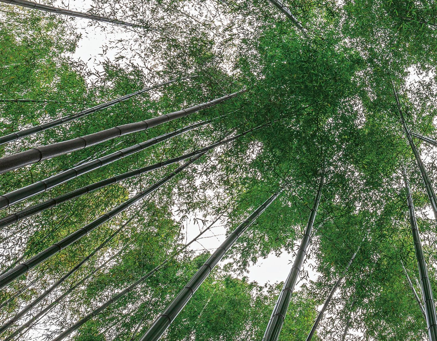 Bambuswald in der Provinz Sichuan