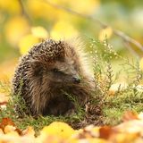 Igel
