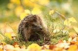 Igel
