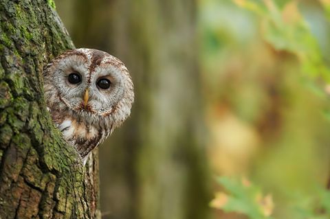 Waldkauz in einem Baumstamm