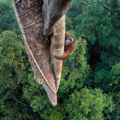 Orang-Utan