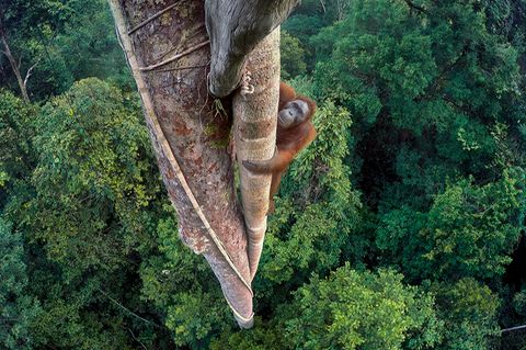 Orang-Utan
