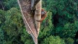 Orang-Utan