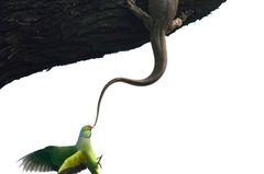 Ganesh H Shankar  / Wildlife Photographer of the Year