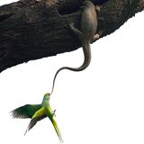 Ganesh H Shankar  / Wildlife Photographer of the Year