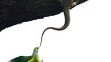 Ganesh H Shankar  / Wildlife Photographer of the Year