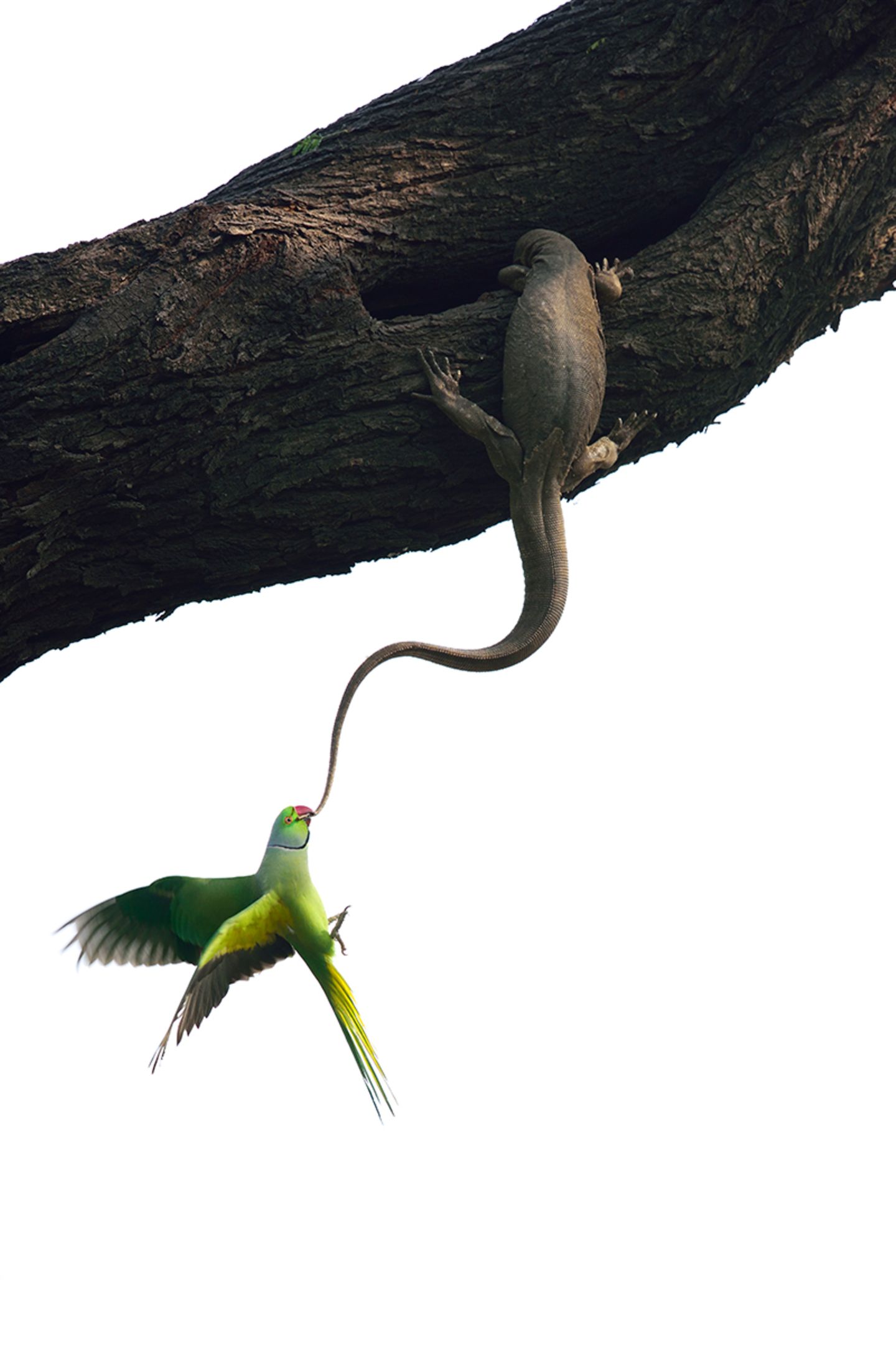Ganesh H Shankar  / Wildlife Photographer of the Year