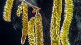 Valter Binotto  / Wildlife Photographer of the Year