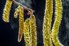 Valter Binotto  / Wildlife Photographer of the Year