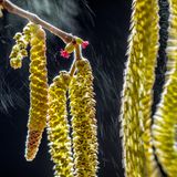 Valter Binotto  / Wildlife Photographer of the Year