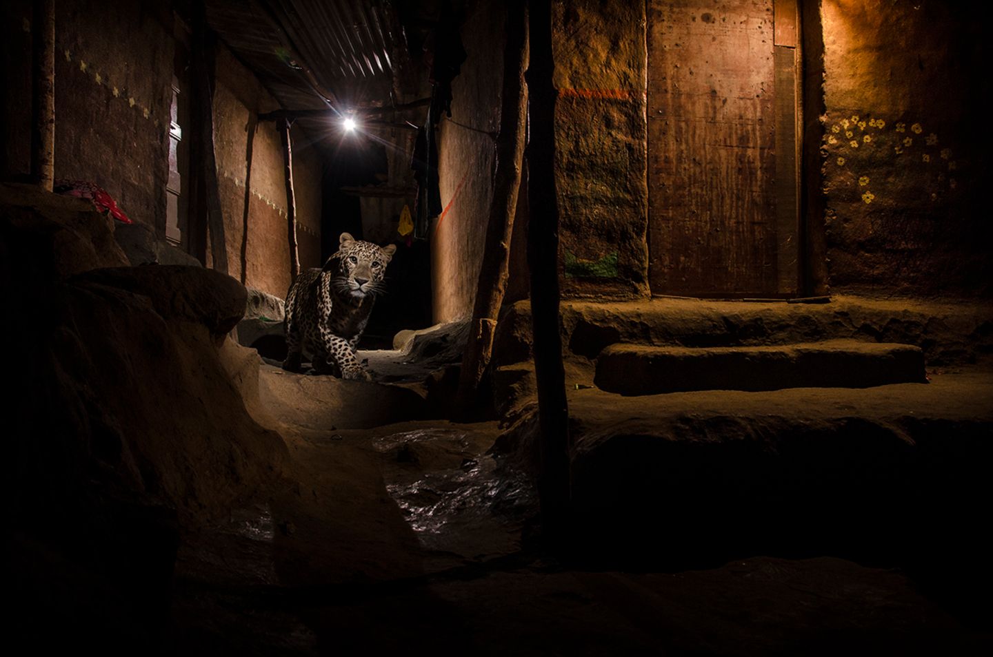 Nayan Khanolkar / Wildlife Photographer of the Year