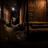 Nayan Khanolkar / Wildlife Photographer of the Year