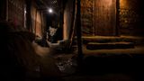 Nayan Khanolkar / Wildlife Photographer of the Year