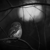 Mats Andersson / Wildlife Photographer of the Year