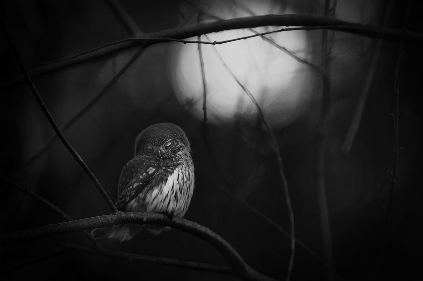 Mats Andersson / Wildlife Photographer of the Year