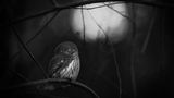 Mats Andersson / Wildlife Photographer of the Year