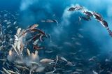 Tony Wu / Wildlife Photographer of the Year