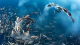 Tony Wu / Wildlife Photographer of the Year