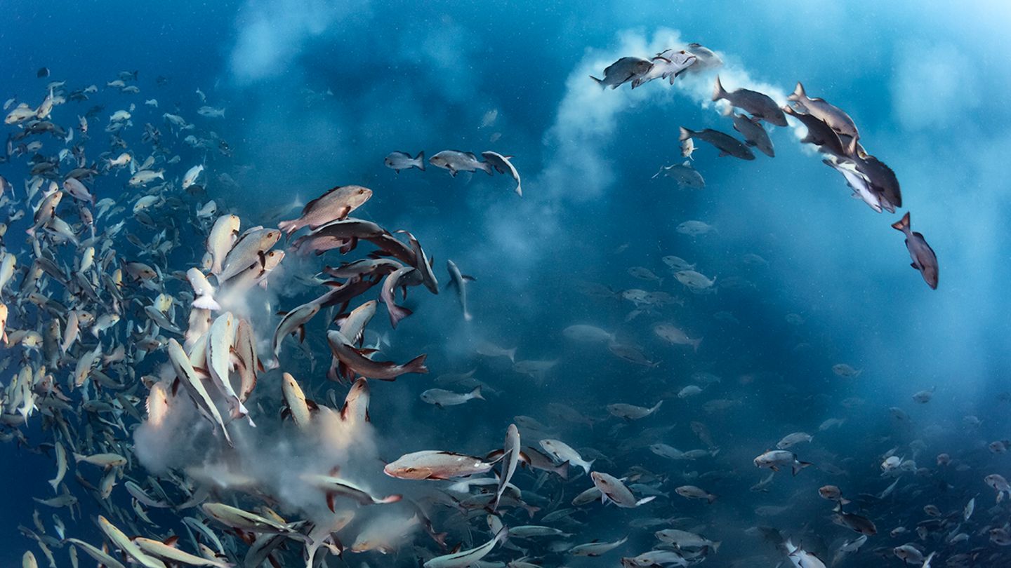Tony Wu / Wildlife Photographer of the Year