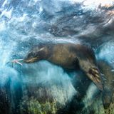 Luis Javier Sandoval / Wildlife Photographer of the Year