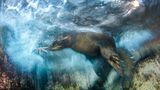 Luis Javier Sandoval / Wildlife Photographer of the Year