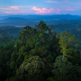 Danum Valley