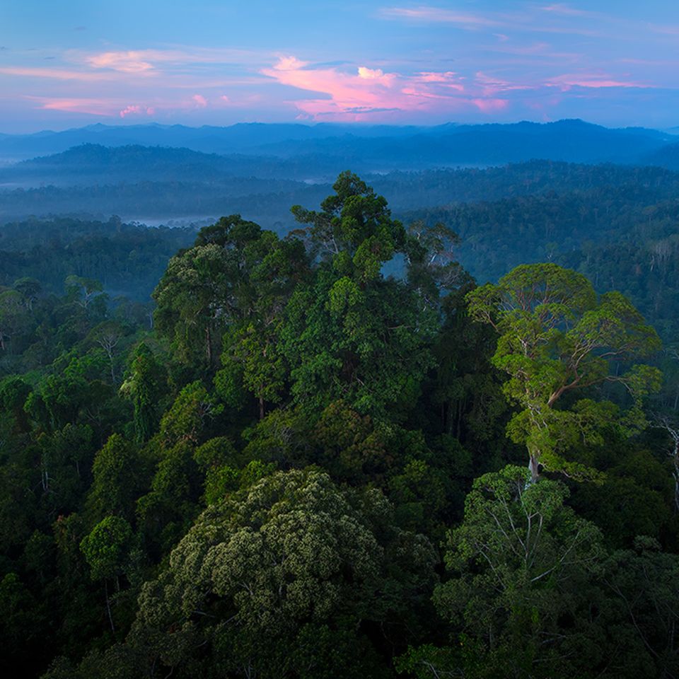 Danum Valley