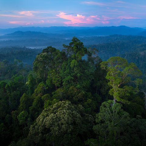 Danum Valley