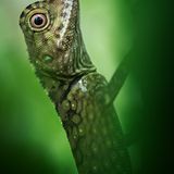 Borneo-Winkelkopfagame